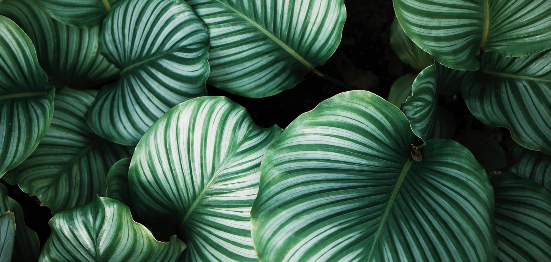 Beautiful leaves in a garden